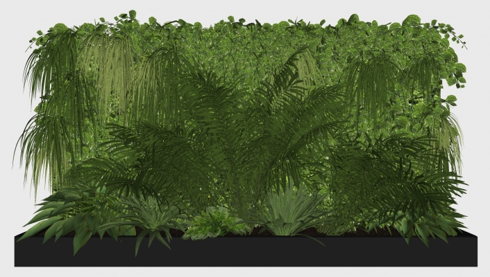  装饰植物 绿植墙 芭蕉 藤蔓植物