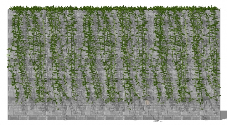  藤蔓 植物 装饰植物 绿植墙  