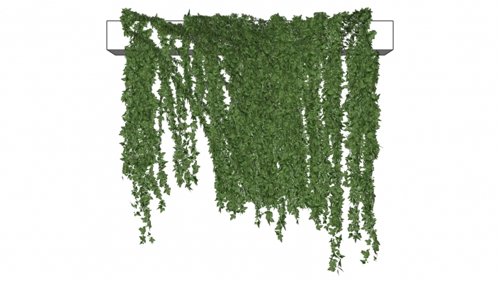  绿植 藤蔓 装饰植物
