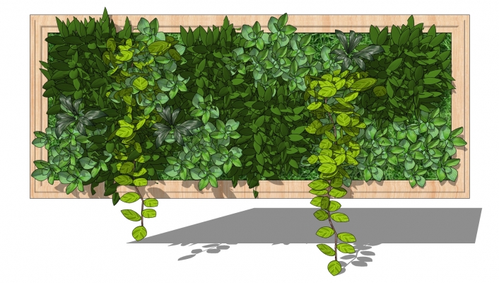  植物绿植墙
