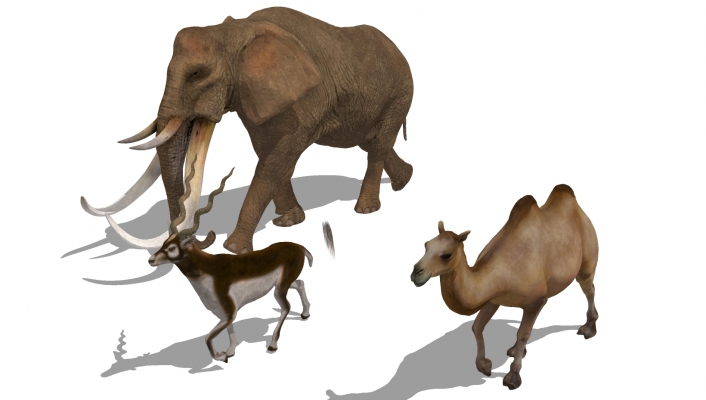  动物 大象 骆驼 小鹿动物模型