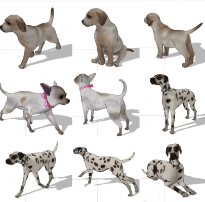  宠物动物狗动物模型