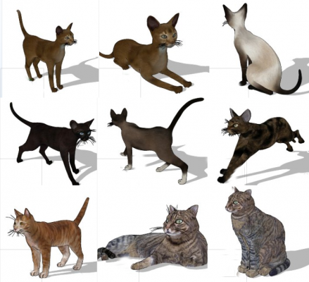  宠物动物猫咪动物模型
