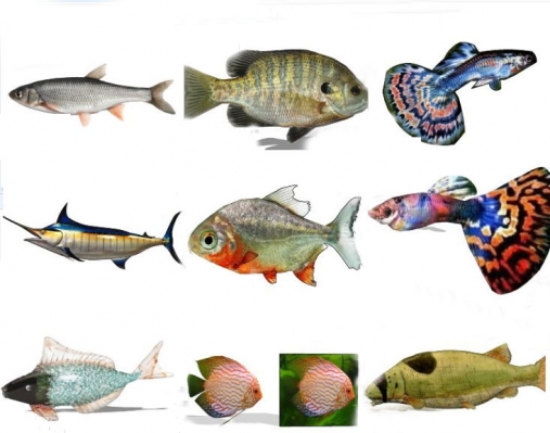  动物热带鱼 孔雀鱼组合动物模型