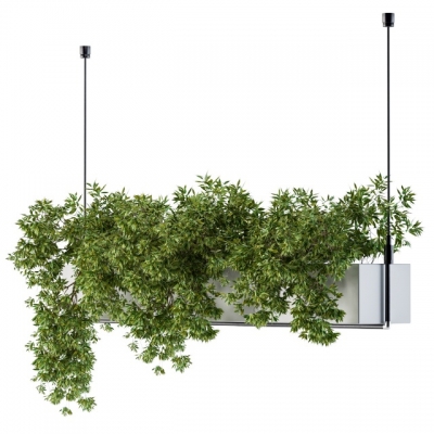  绿植吊篮，植物花槽