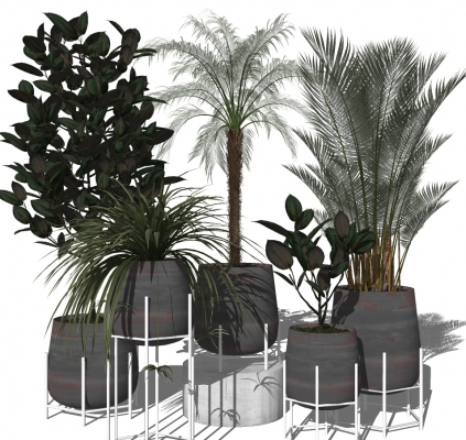 现代绿植盆栽，花盆，散尾葵椰子树
