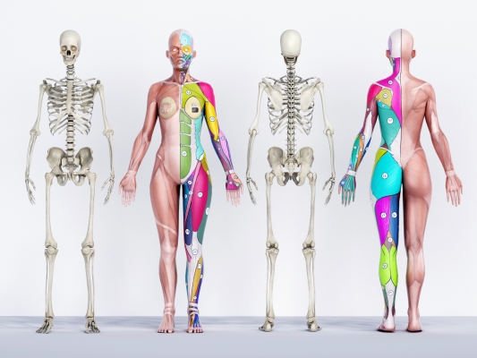 现代医用人体肌肉构造，医疗器材器械设备