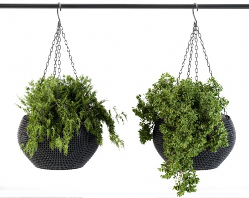 现代悬挂花盆植物盆栽，吊装植物vr和cr材质