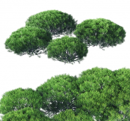 现代绿植灌木,矮树