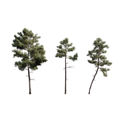 松树植物模型