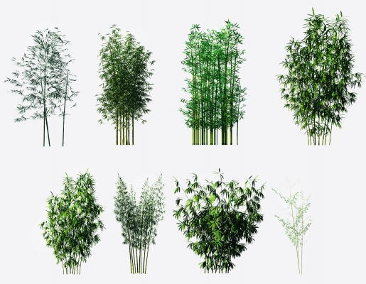现代绿植竹子,竹林
