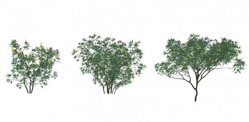 现代植物灌木,绿植矮树