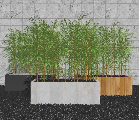 现代室外竹子盆栽