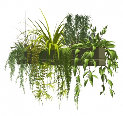 现代吊篮绿植,植物,盆景