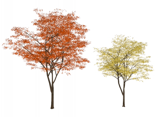现代树枫叶树，秋景植物树