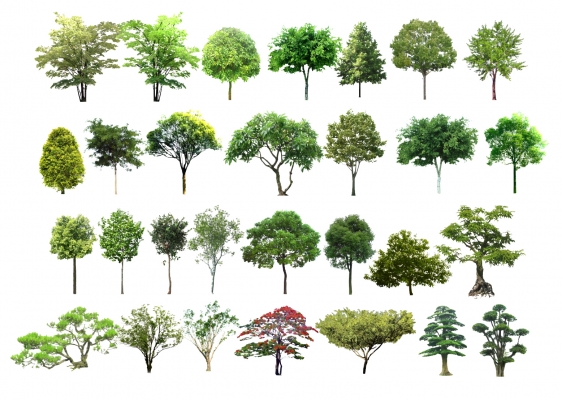 现代景观树,松树柳树松柏树二维模型 