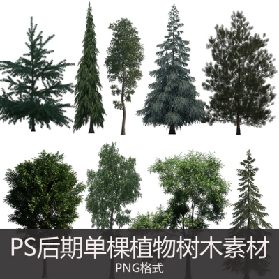 07-ps后期松树柏树植物树木素材 PNG格式树木素材
