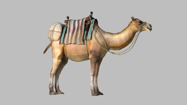 现代动物骆驼