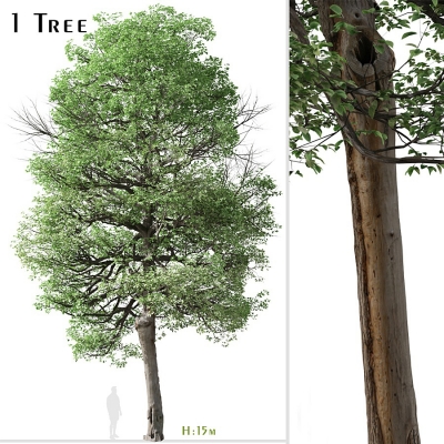 意大利桤木树
