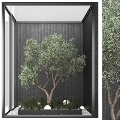 现代室内绿植，天井景观树