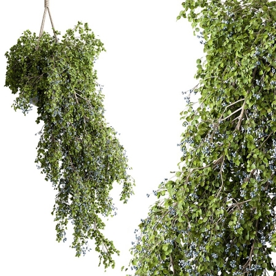 吊装植物绿植