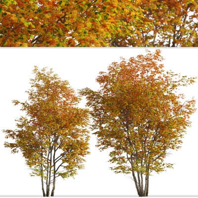 现代秋季树景观树-枫叶树