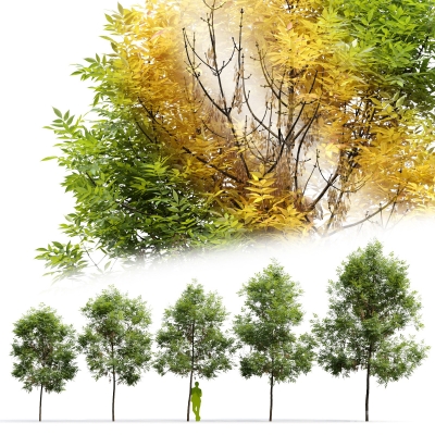 景观行道树 3d模型下载