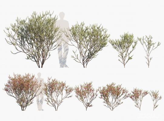 植物 景观树木 灌木su模型