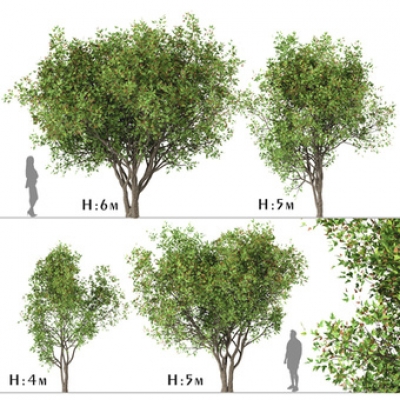 景观树 su模型