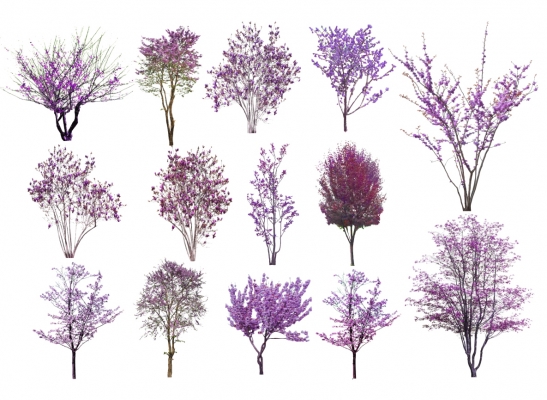紫荆树 紫薇树 色叶树su模型
