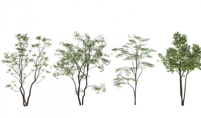 景观树组合SU模型