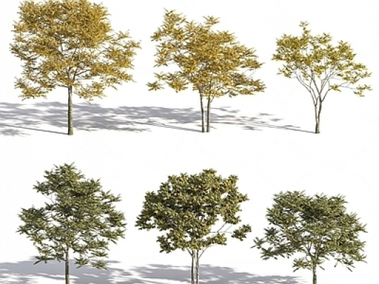 室外景观树组合SU模型