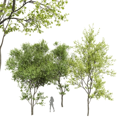 景观树su模型