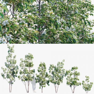  景观树su模型