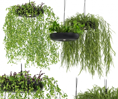 现代植物吊灯,吊装植物绿植
