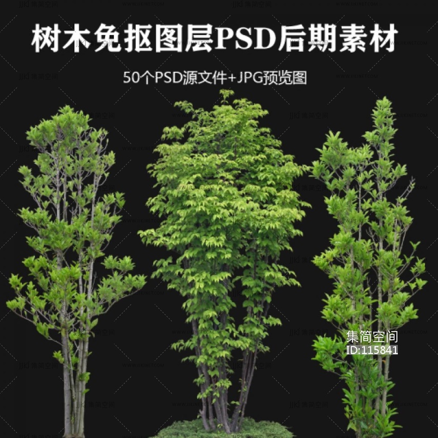 高清-乔木植物,树,竹子,松树psd phg免扣PSD素材 素材下载 -【集简空间】「每日更新」